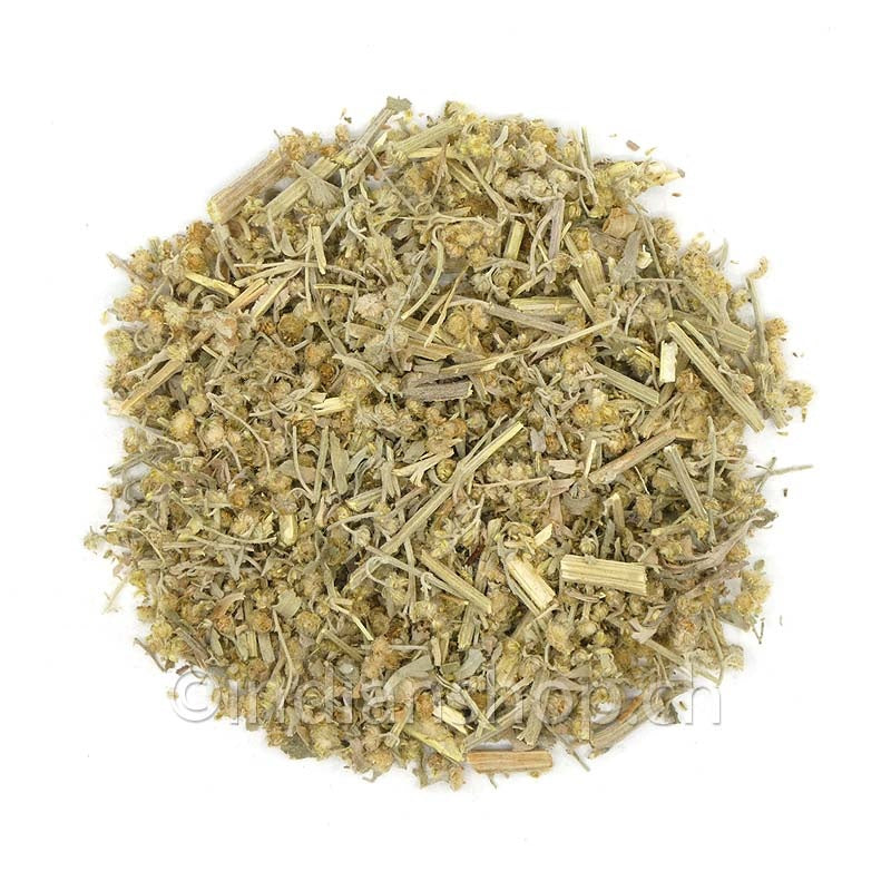 absinthe-artemisia-absinthium