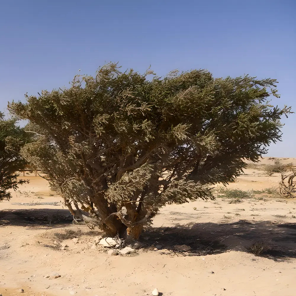 Boswellia-sacra-Weihrauchbaum in Oman, aus dessen Harz der wertvolle Oman-Weihrauch gewonnen wird.