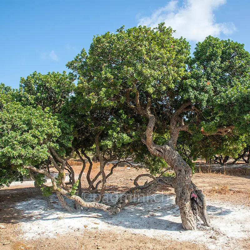 Alter Mastixstrauch (Pistacia lentiscus) auf der griechischen Insel Chios, aus dessen Harz der Chios-Mastix gewonnen wird.