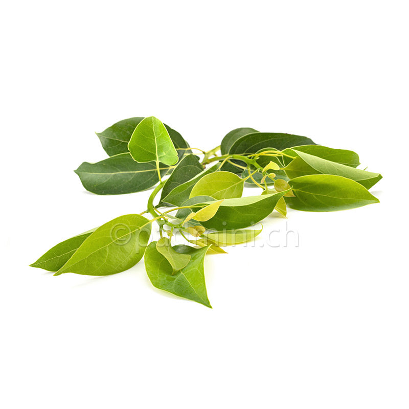 ravintsara-aetherisches-oel