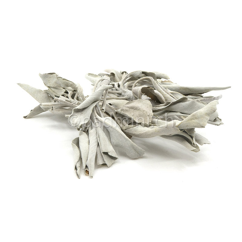 sauge-blanche-rameaux