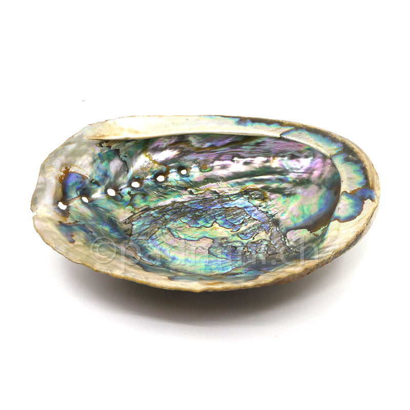 Natürliche Abalone-Räucherschale 15–18 cm mit schillerndem Perlmutt