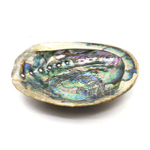 Natürliche Abalone-Räucherschale 15–18 cm mit schillerndem Perlmutt