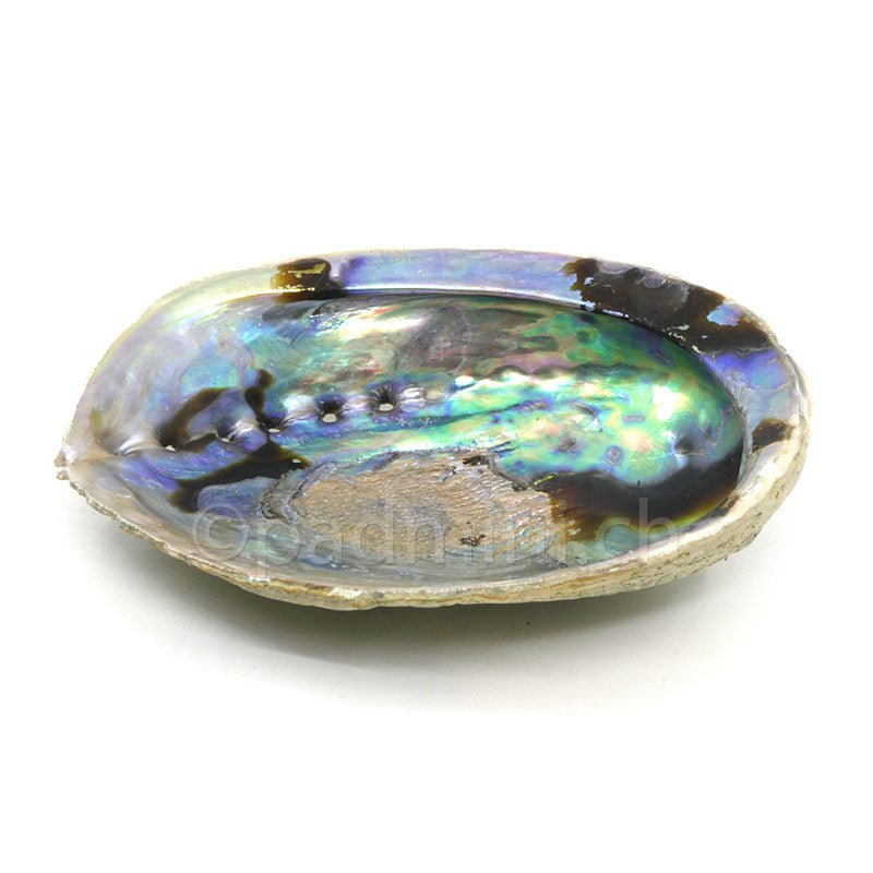 Abalone - Schale No. 3 - INDIAN SHOP