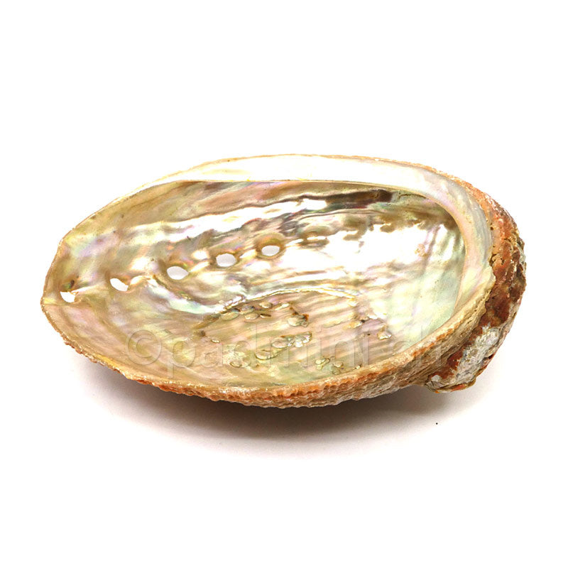abalone-shell-small