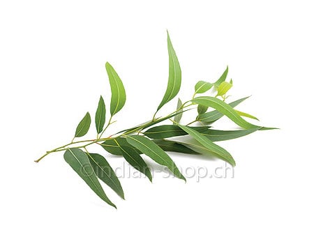 Ätherisches Eukalyptusöl 10ml - INDIAN SHOP