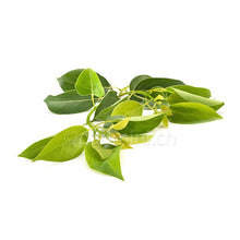 Ätherisches Ravintsaraöl 10ml - INDIAN SHOP