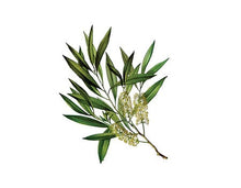 Ätherisches Teebaumöl 10ml - INDIAN SHOP