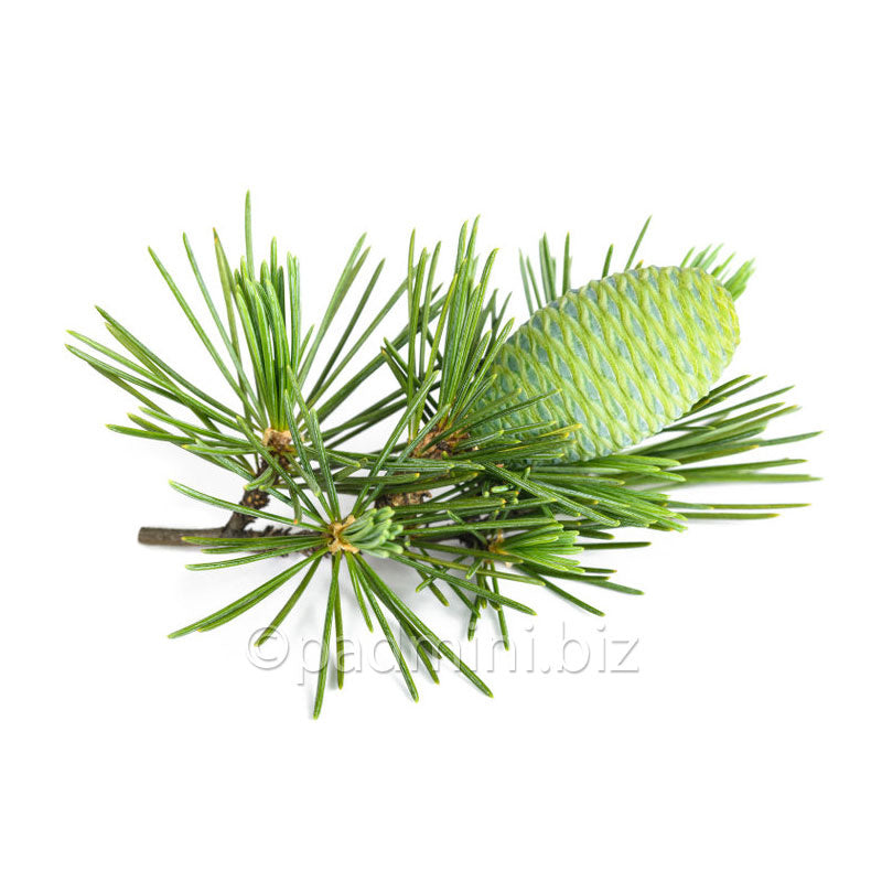 cedre-himalaya-cedrus-deoda