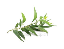 eukalyptus-aetherisches-oel