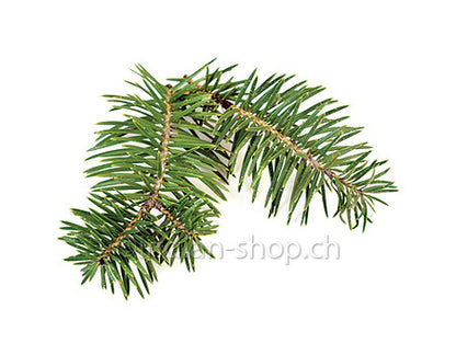 kiefernnadel-aetherisches-oel