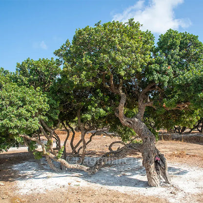 Alter Mastixstrauch (Pistacia lentiscus) auf der griechischen Insel Chios, aus dessen Harz der Chios-Mastix gewonnen wird.
