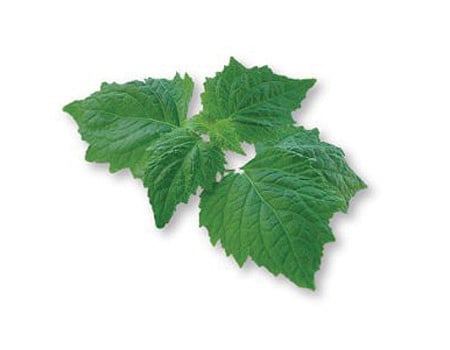 Patchouliöl 10ml - INDIAN SHOP