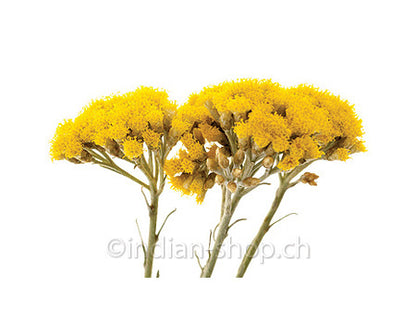 strohblume-aetherisches-oel