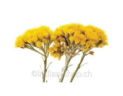 Strohblume Ätherisches Öl 2g - INDIAN SHOP