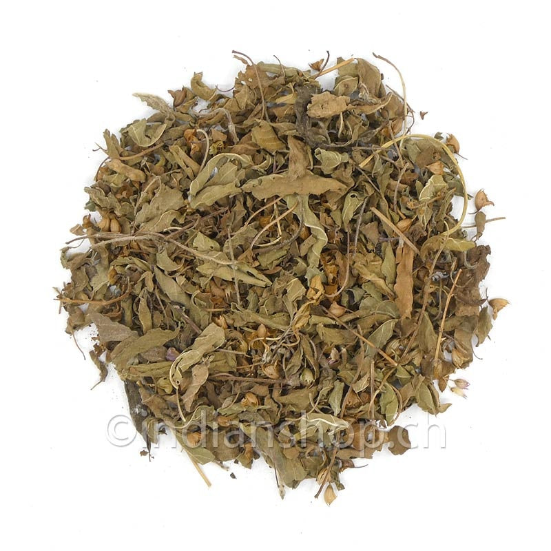 tulsi-basilic-sacre
