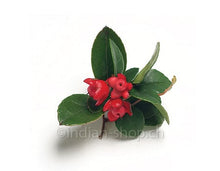 Wintergrün Ätherisches Öl 10ml - INDIAN SHOP