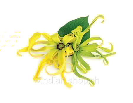 ylang-ylang-aetherisches-oel