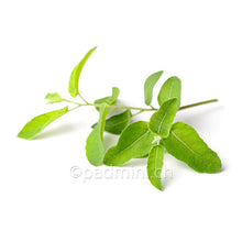 Zitroneneukalyptus Ätherische Öl 10ml - INDIAN SHOP